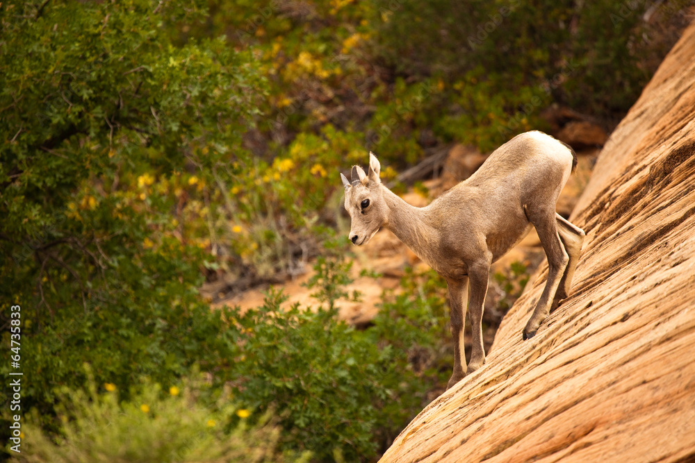 Obraz premium Mountain Goat in Zion National Park, Utah, USA