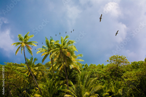 Costa Rica Rainforest