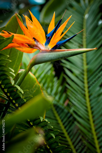 Bird of Paradise Flower