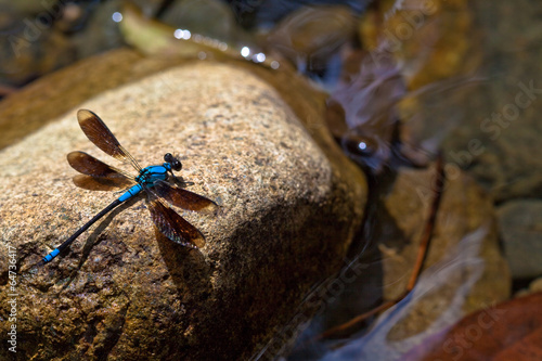 Blue dragonfly on rock in Woobodda Creek, Australia