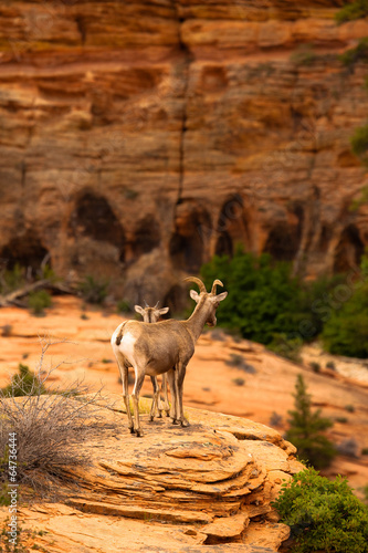 Mountain Goat in Zion National Park, Utah, USA