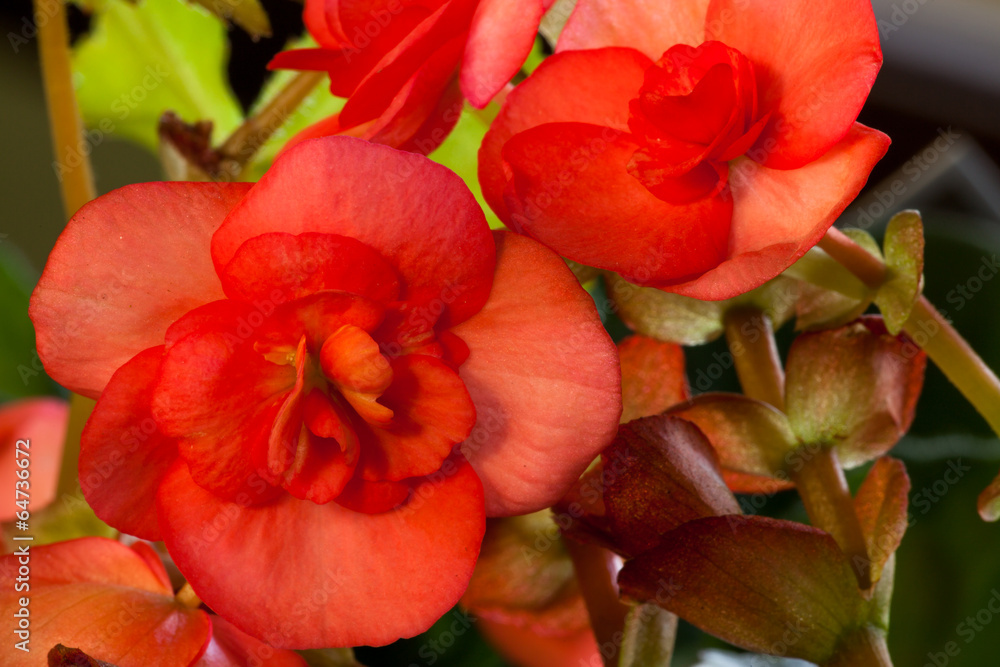 Red Begonia Blooms Red Begonia Blooms