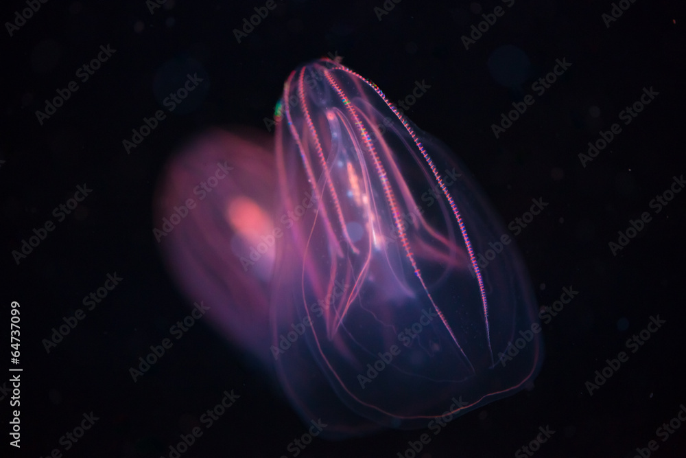 Naklejka premium Beroe spp - Comb Jellyfish