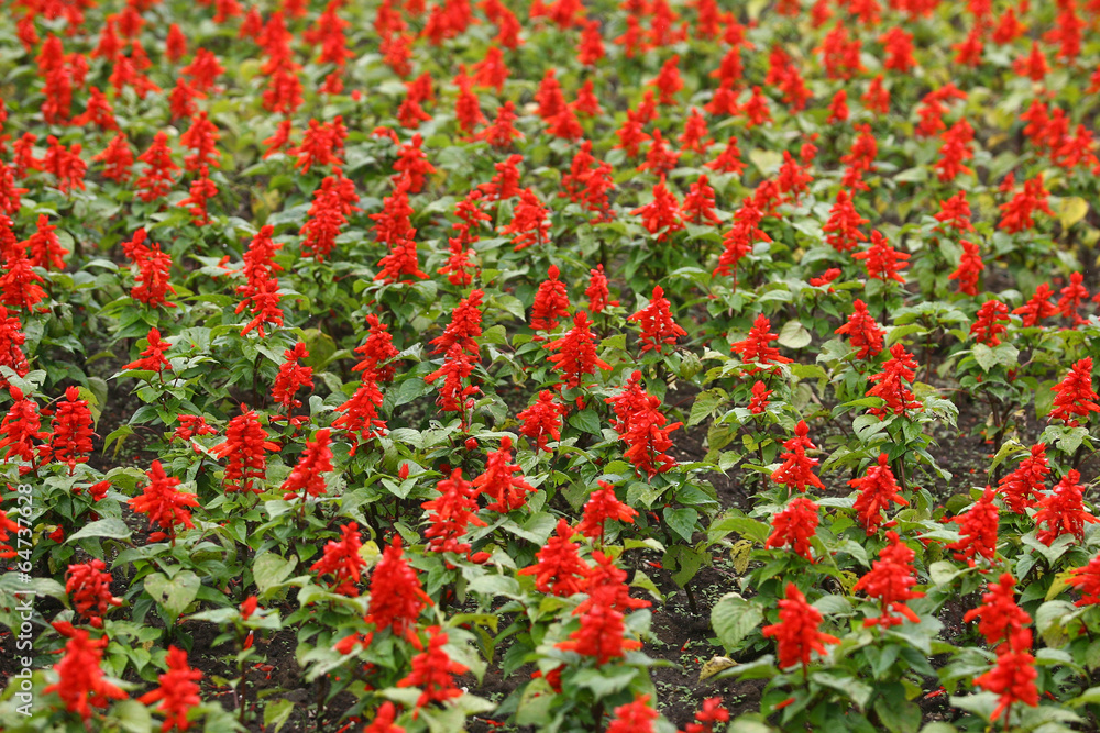 red Flower Field Fresh Bright Sunny Day