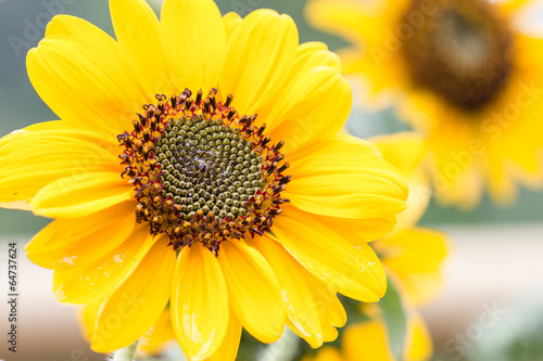 Bright yellow sunflowers
