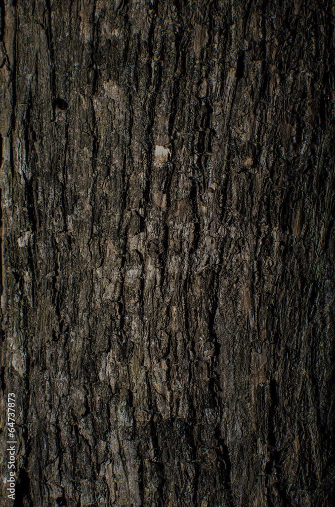 Surface of the tree in nature Surface of the tree in nature