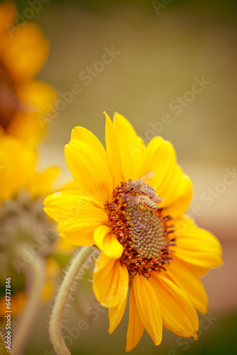 Vintage sunflower