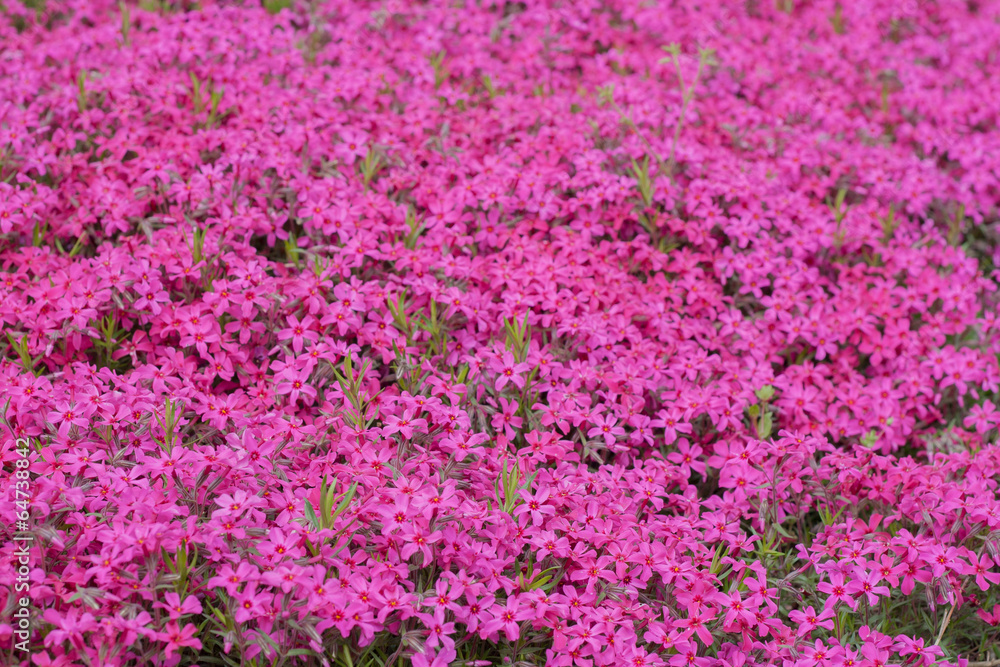 Pink phlox subulata Pink phlox subulata