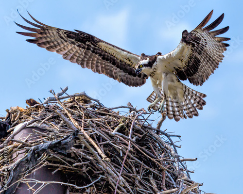 Osprey In Flight Approaching Nest