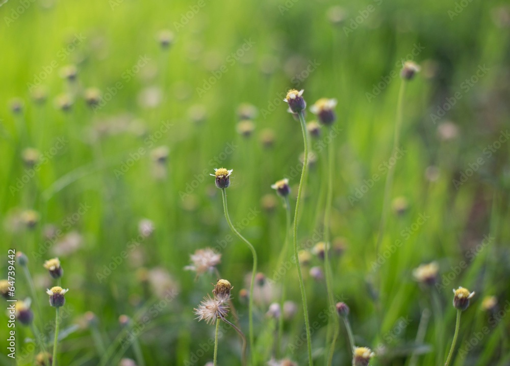 Flowering grass