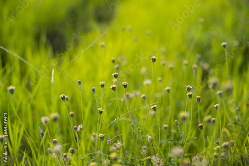 flowering grass