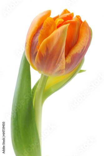 Fototapeta Naklejka Na Ścianę i Meble -  Tulip