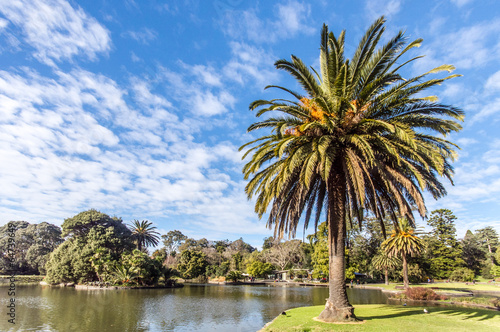 Swampy lake view Melbourne Botanical Gardens Landscape-10 © david hutchinson