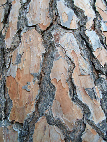 Stone pine bark, background
