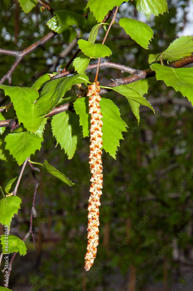 Naklejka premium Birch catkins after rain