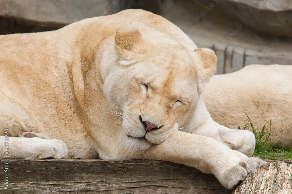 Fototapeta premium Female African white lion resting