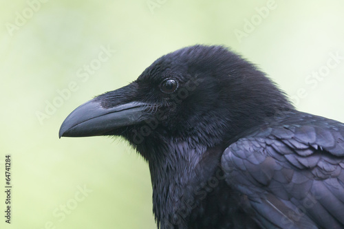Common Raven portrait