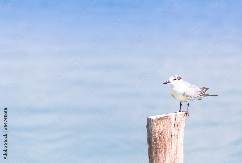 beautiful Brown-Headed Gull standing on the log beautiful Brown-Headed Gull standing on the log