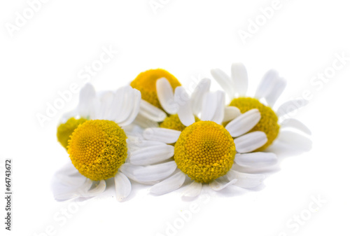 Medical daisy photo
