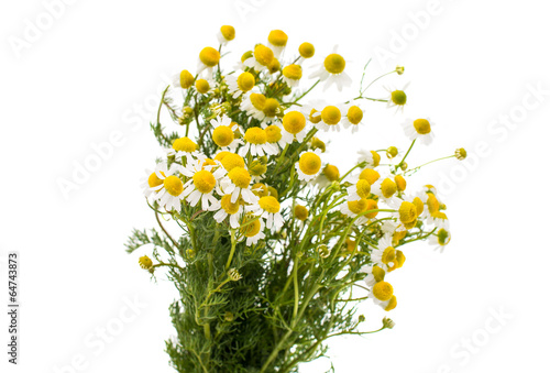 Fototapeta Naklejka Na Ścianę i Meble -  Medical daisy