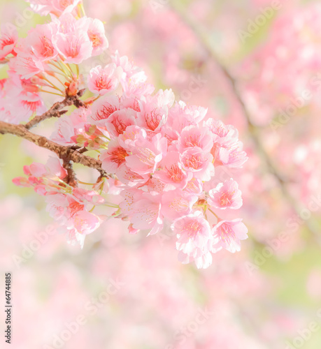 Pink cherry flower background