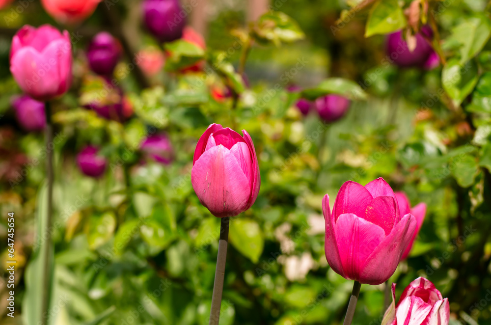 colorful tulips