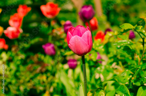 colorful tulips