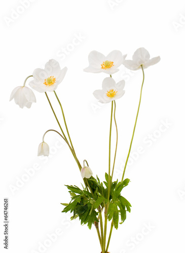 white flower anemone Dubravnaya photo