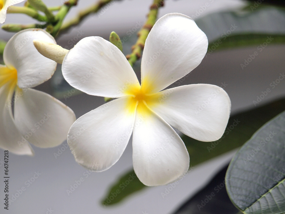 Blossom frangipani flowers Blossom frangipani flowers
