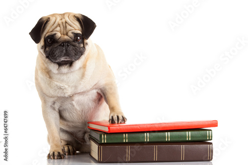 pug dog isolated on a white background photo