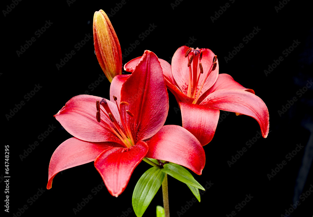 Lilium X / Lis asiatique 'Monte Negro' / Lys Monte Negro Lilium X / Lis asiatique 'Monte Negro' / Lys Monte Negro