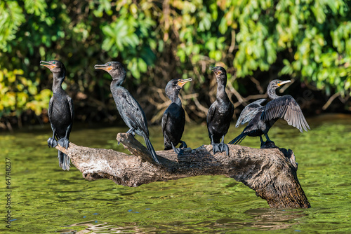 Canvas Print cormorants standing branch peruvian Amazon jungle Madre de Dios