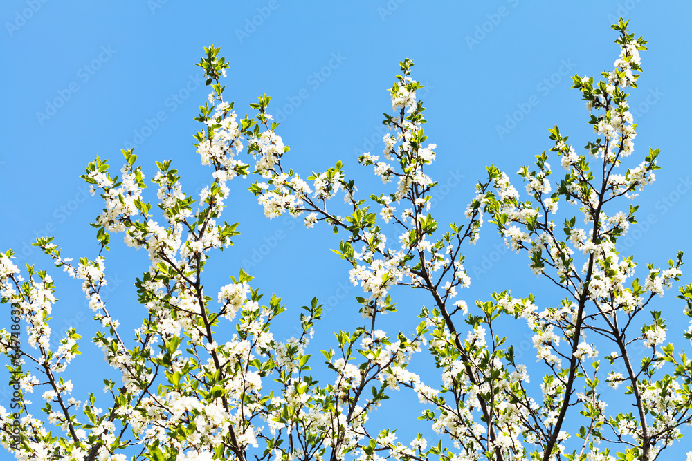 many sprigs of cherry blossoms many sprigs of cherry blossoms