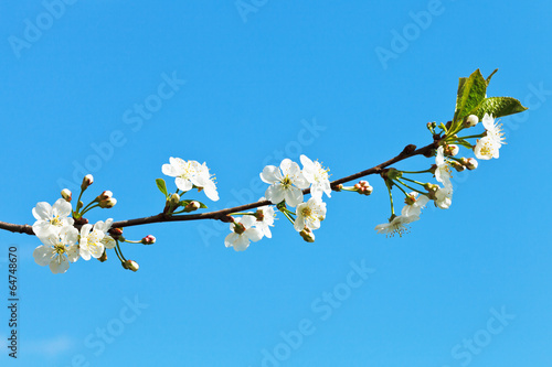 branch of cherry blossoms on blue sky
