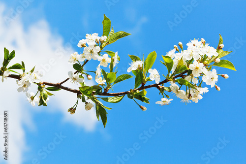 sprig of blossoming cherry on blue sky