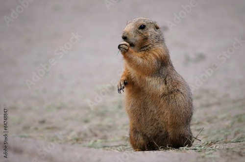 Marmot eating grass © saprygins