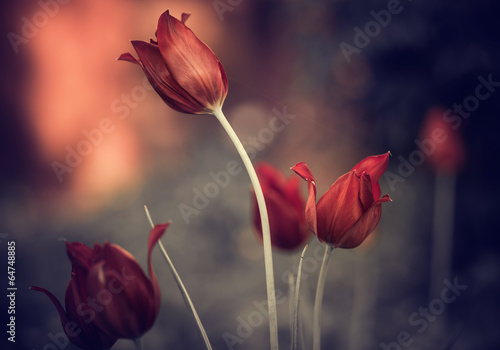 Canvas Print red garden tulips