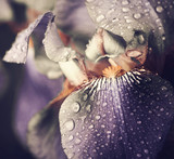 spring iris flower leafs closeup with rain drops