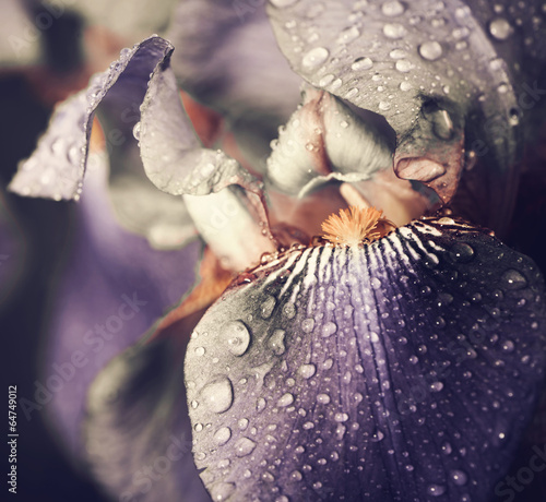 Fototapeta Naklejka Na Ścianę i Meble -  spring iris flower leafs closeup with rain drops