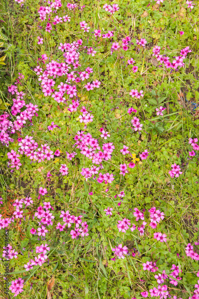 Pink woodsorrel (Oxalis corymbosa)