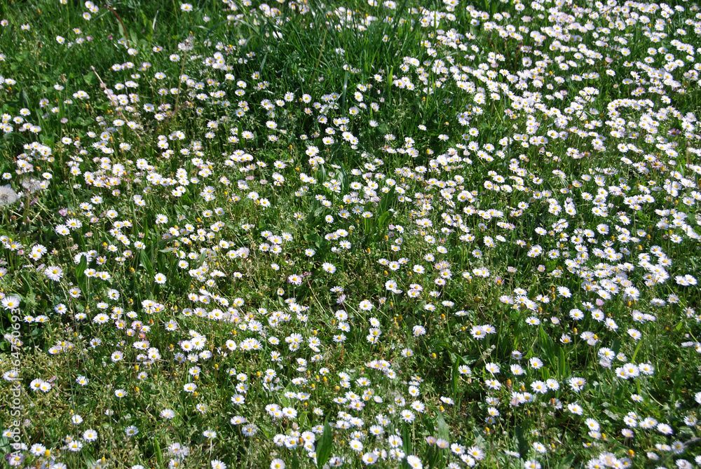 Daisy field Daisy field
