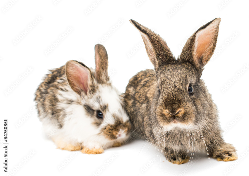 Obraz premium little rabbits