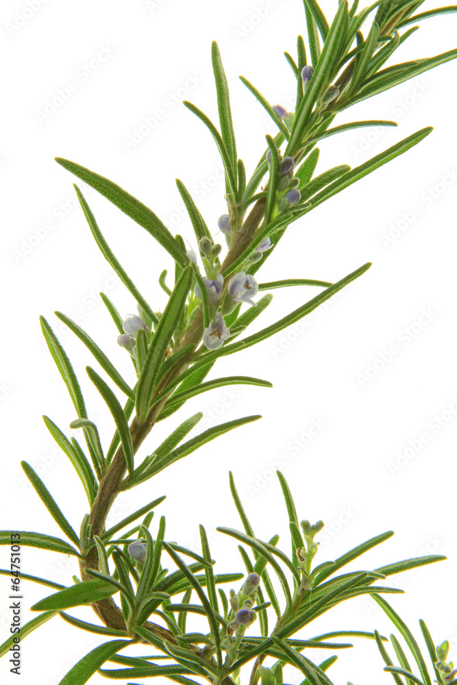Rosmarin (Rosmarinus officinalis) Rosmarin (Rosmarinus officinalis)