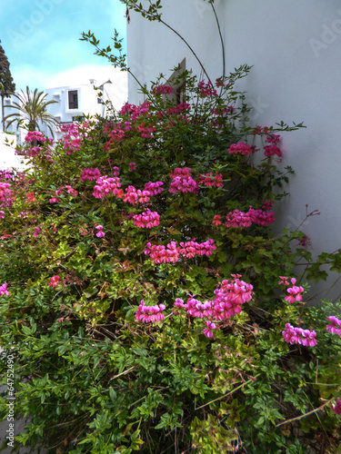 plante fleur maroc