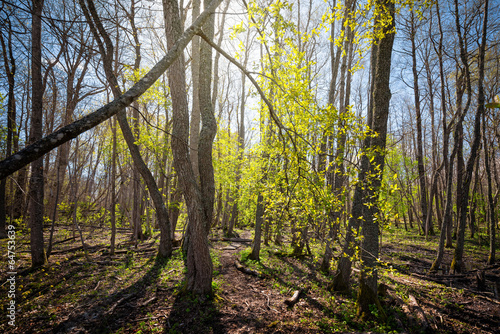 Forest trail on a sunny spr...
