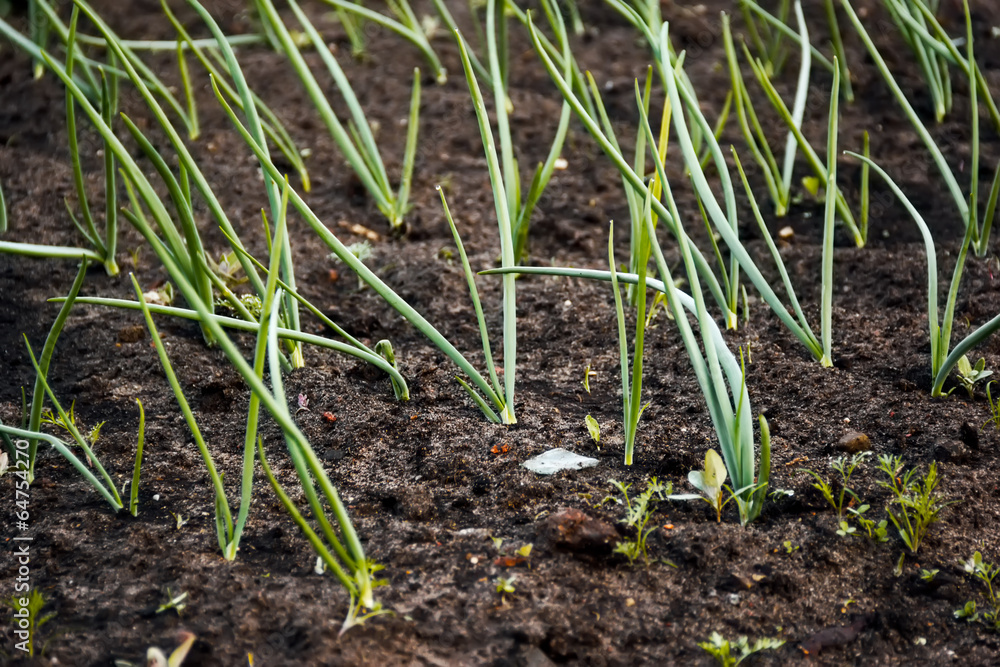 onions in vegetable gardens onions in vegetable gardens
