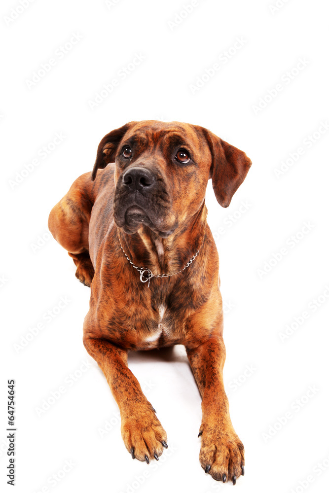 Boxer dog in front of white background Boxer dog in front of white background