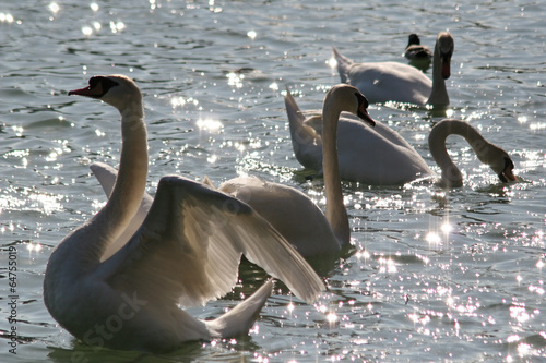 Swans in the lake photo