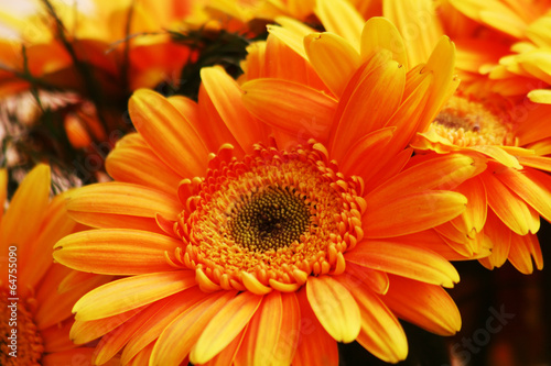 Orange flowers