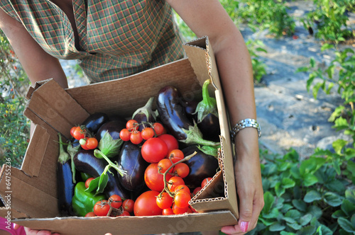 Agricoltura biologica, chilometro zero. Raccolta di ortaggi.